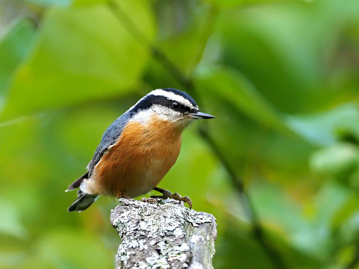 Red-breasted Nuthatch - ML368210911