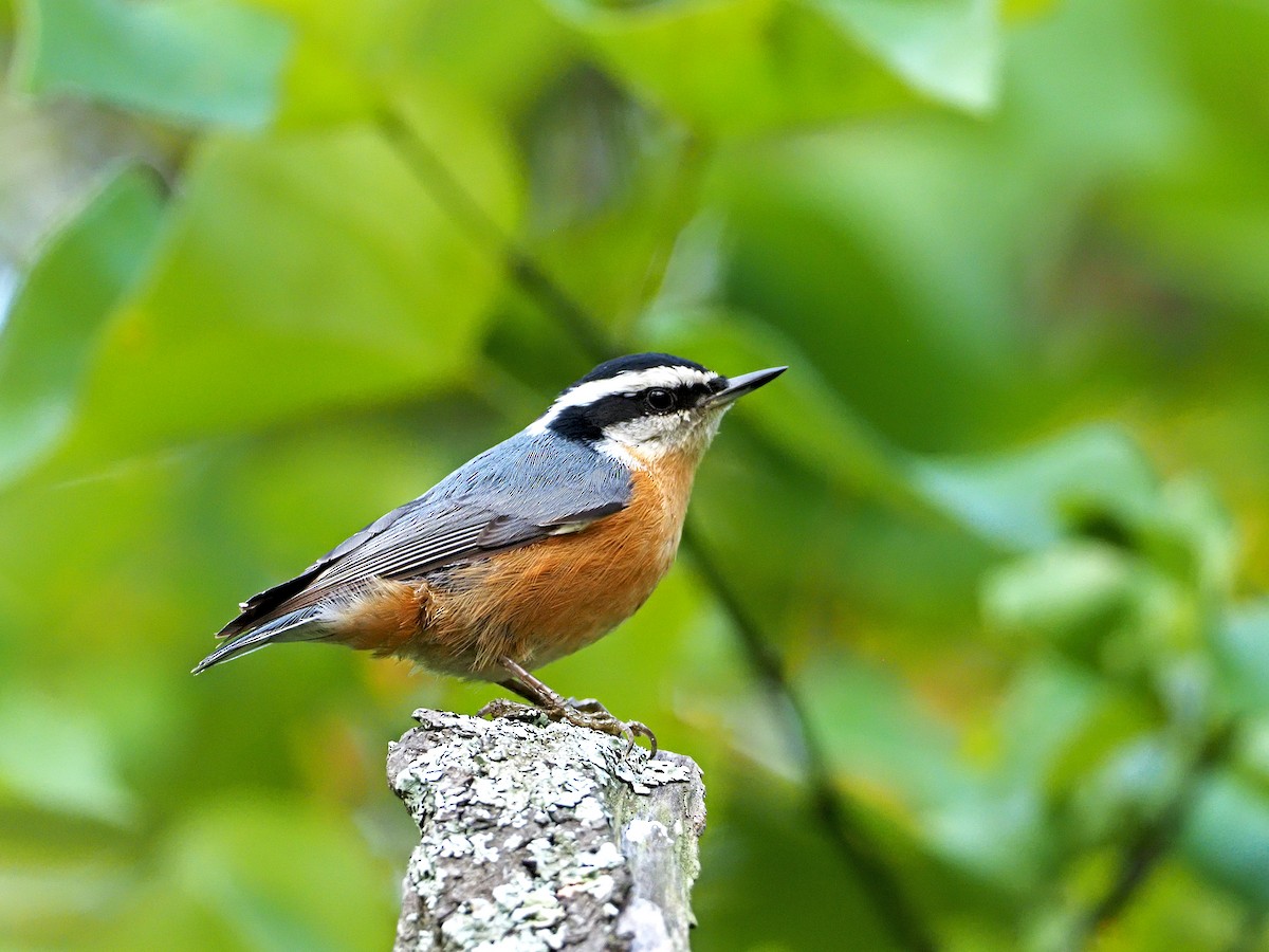 Red-breasted Nuthatch - ML368210991