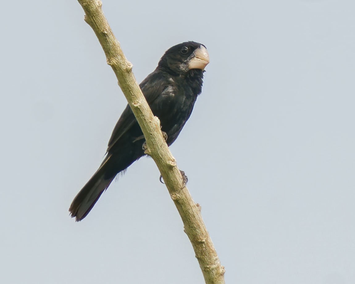 Large-billed Seed-Finch - ML368212411