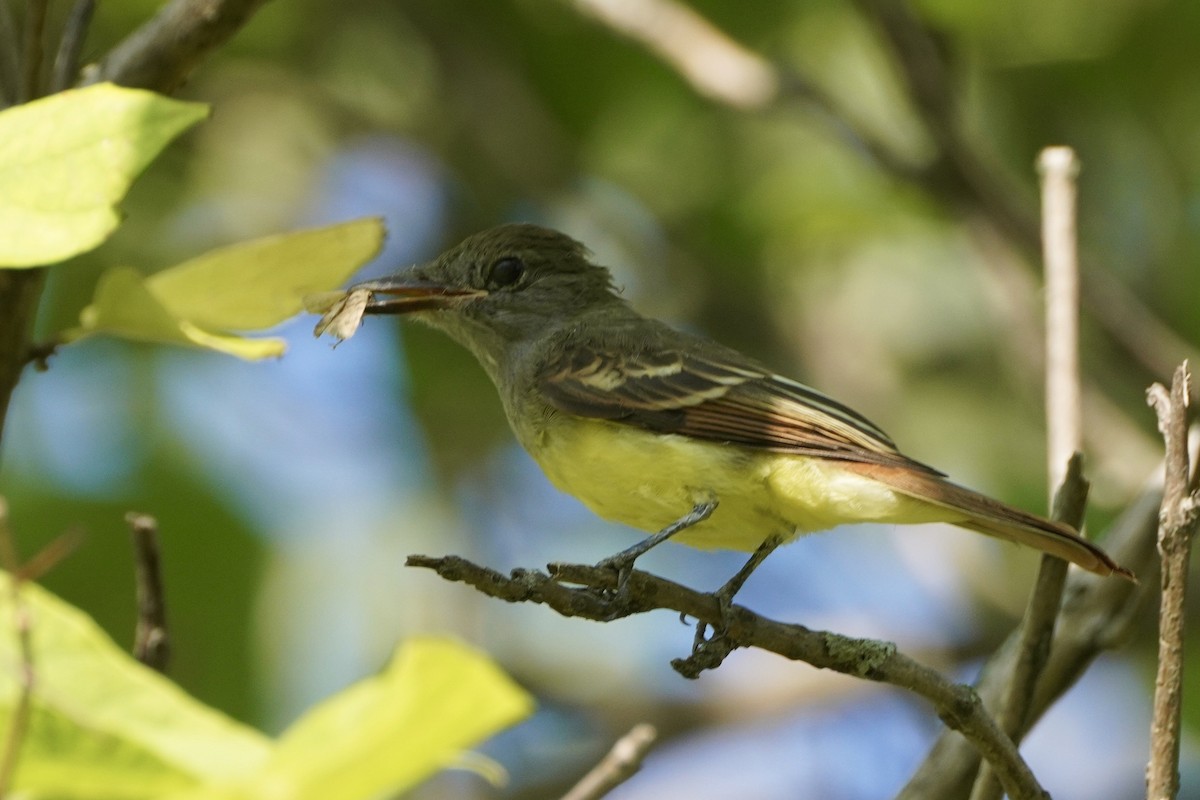 Great Crested Flycatcher - ML368217491