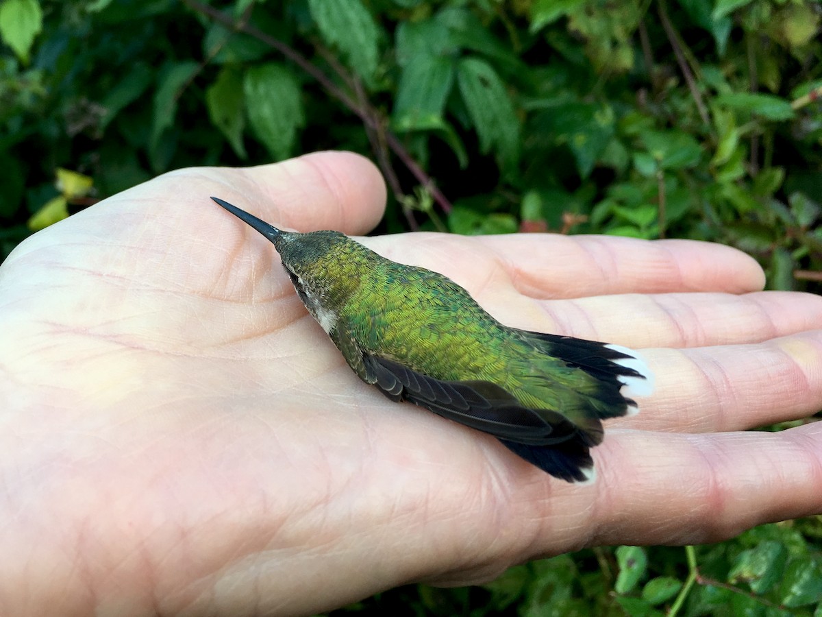 Ruby-throated Hummingbird - Joshua Emm