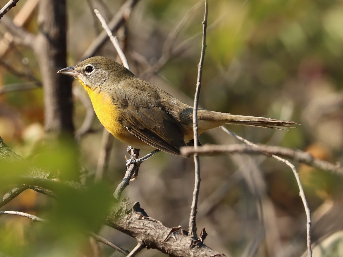 Yellow-breasted Chat - ML368228371