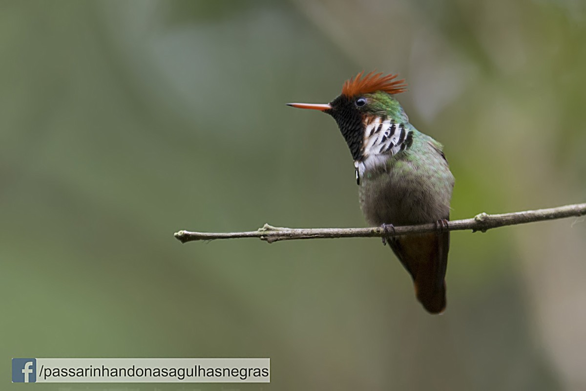 Frilled Coquette - ML36822981