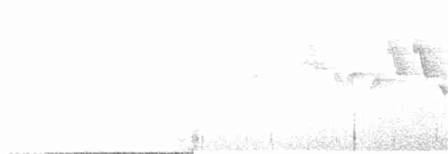Белолицая x Очковая канделита (гибрид) - ML36823041