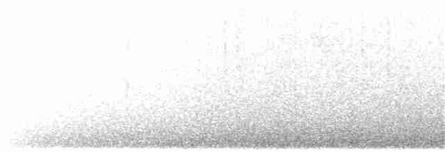 雑種 キンガシラアメリカムシクイ ｘ カワリアメリカムシクイ - ML36823331