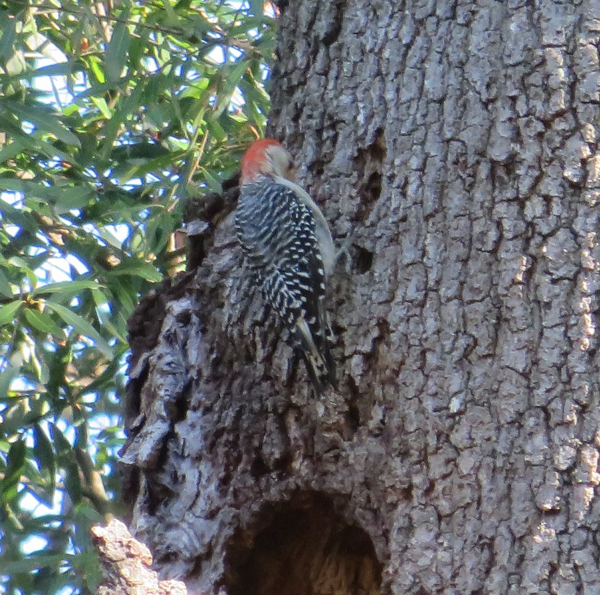 Red-bellied Woodpecker - ML368236461
