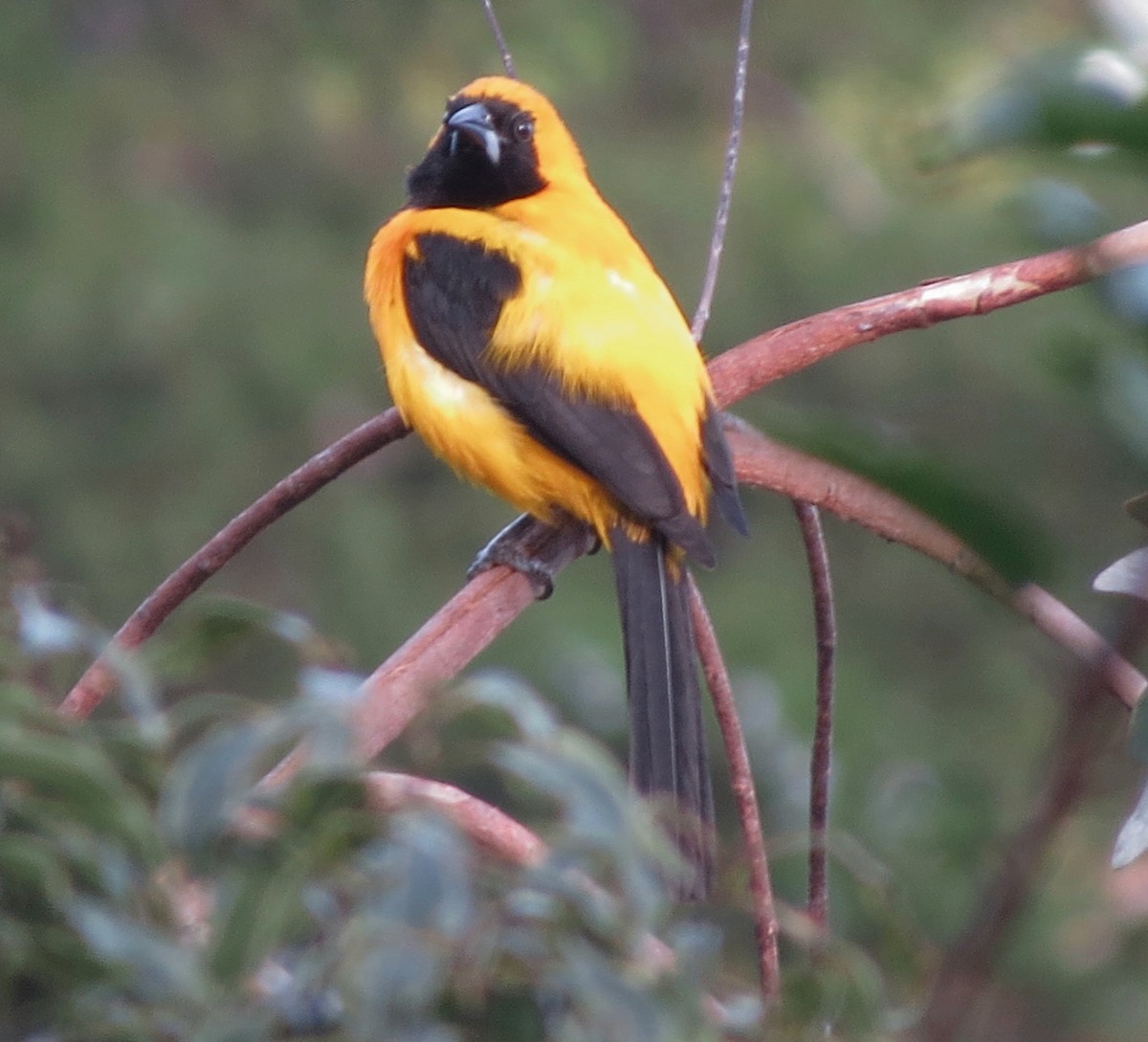 Yellow-backed Oriole - Benjamin Rivera Birding Tour Guide