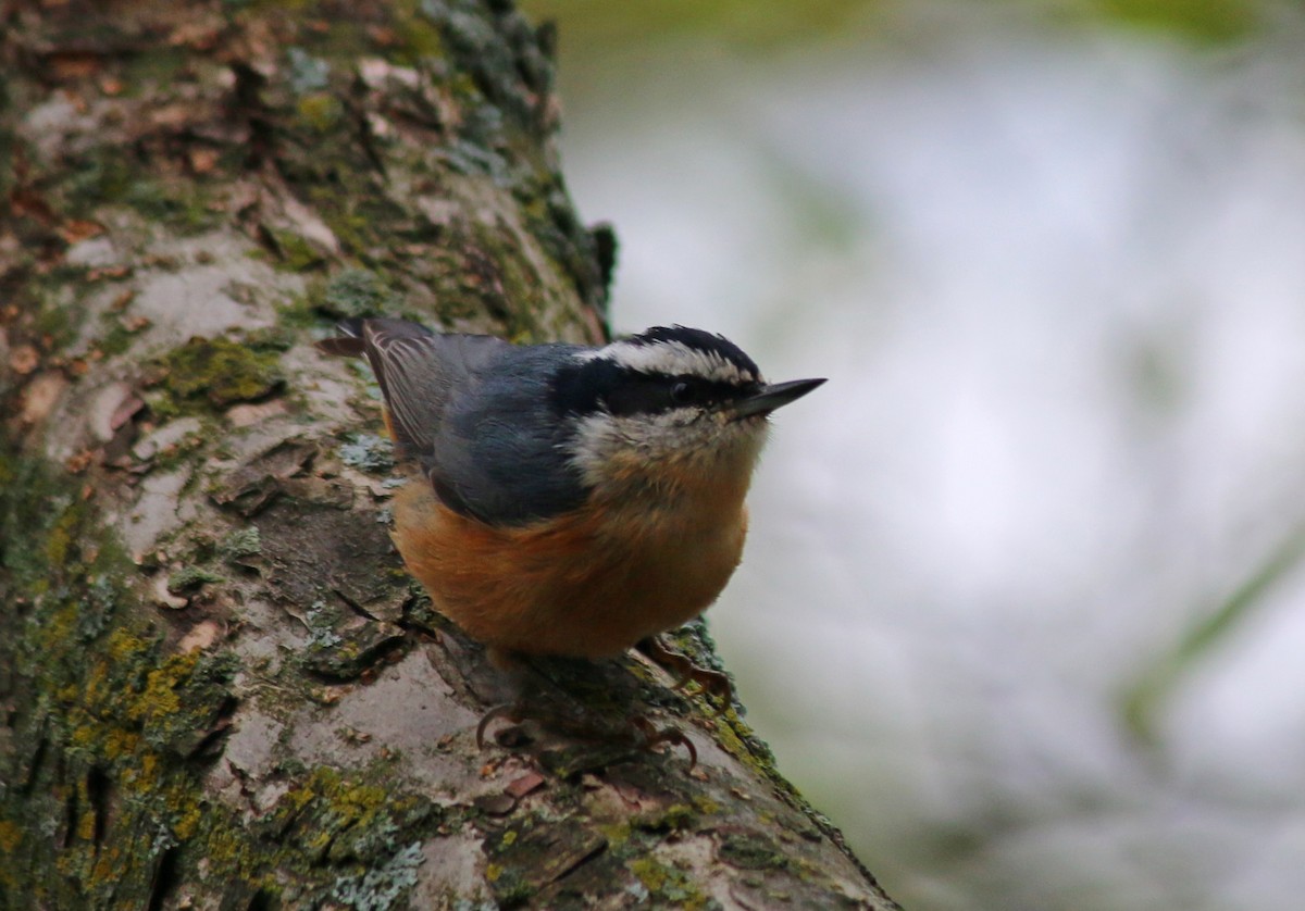 Red-breasted Nuthatch - ML36824351