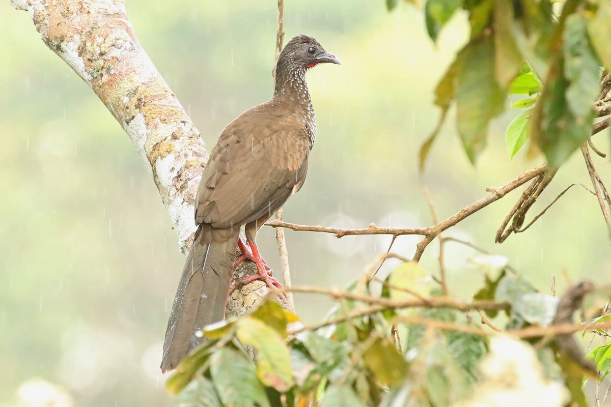 Speckled Chachalaca (Speckled) - ML368245561