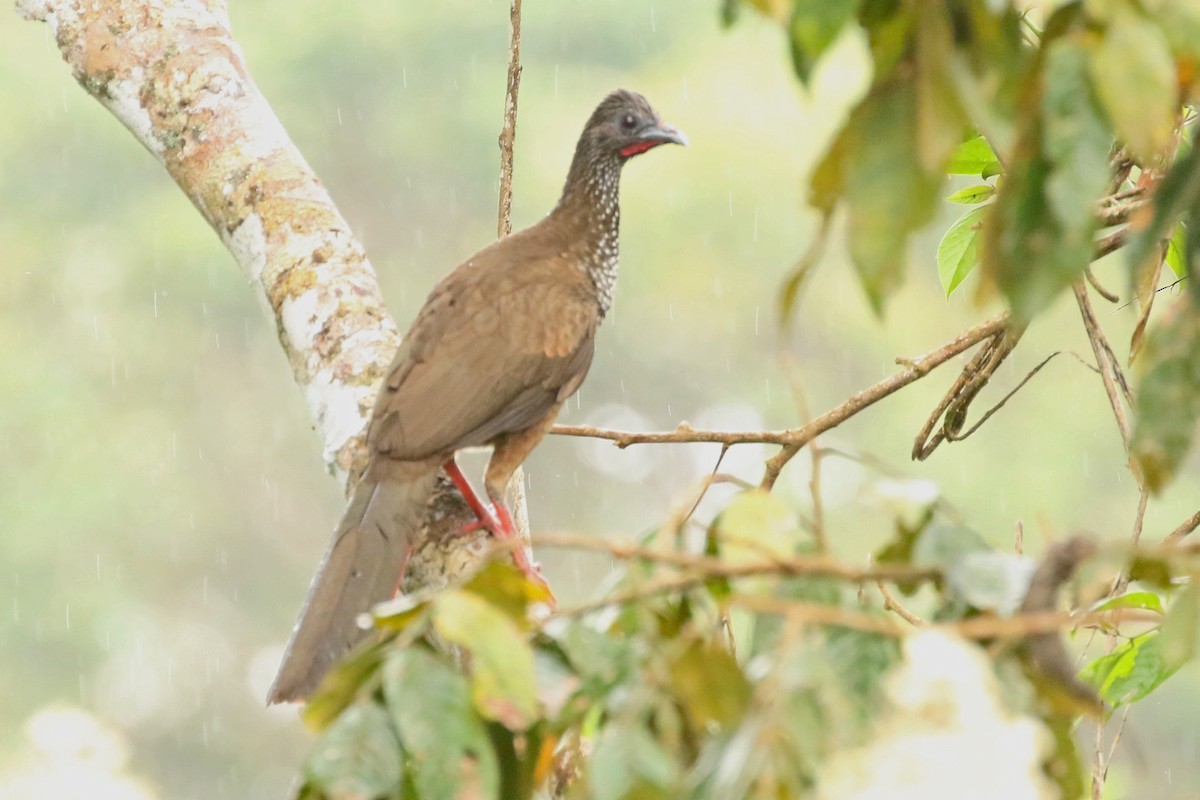 Speckled Chachalaca (Speckled) - ML368245611