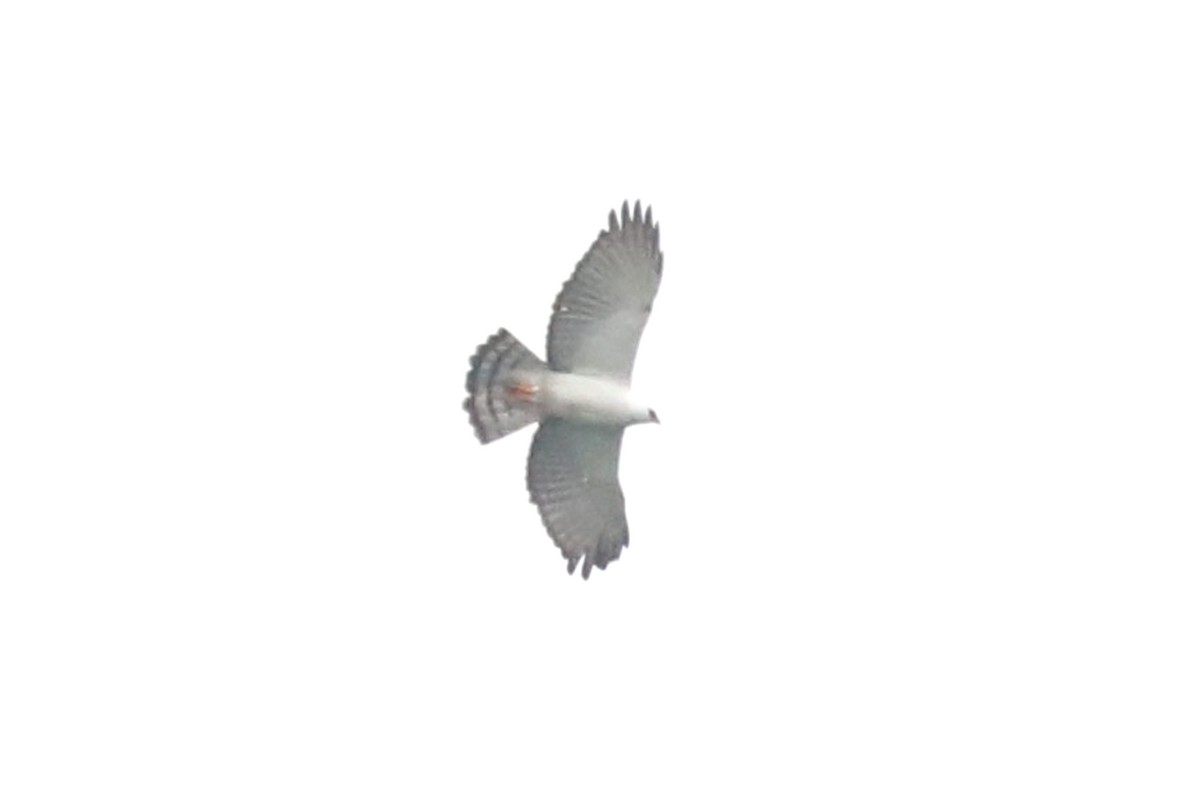 Black-and-white Hawk-Eagle - ML368246981
