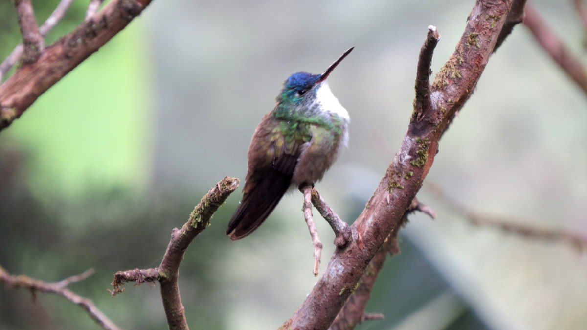 Azure-crowned Hummingbird - ML368248711