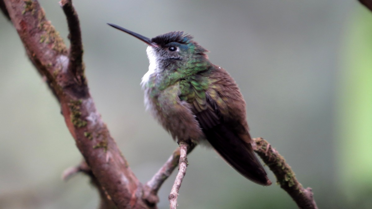 Azure-crowned Hummingbird - ML368248721