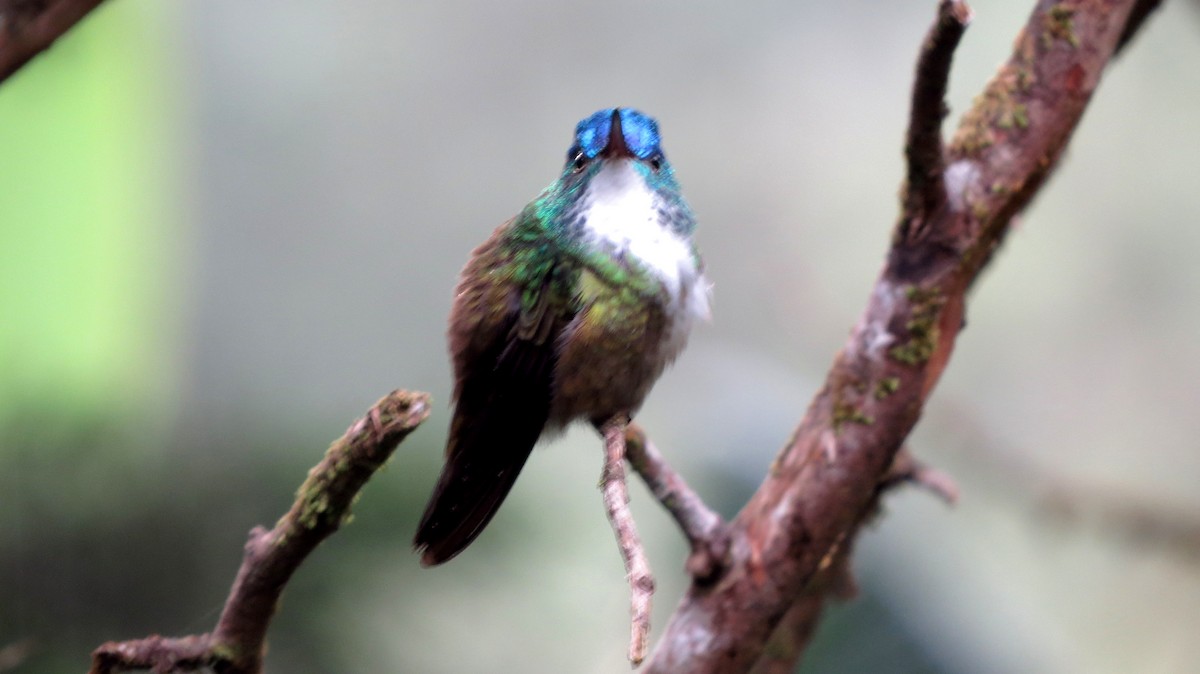 Azure-crowned Hummingbird - ML368248751
