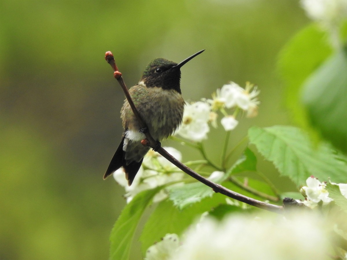 Ruby-throated Hummingbird - Caleb Morillo