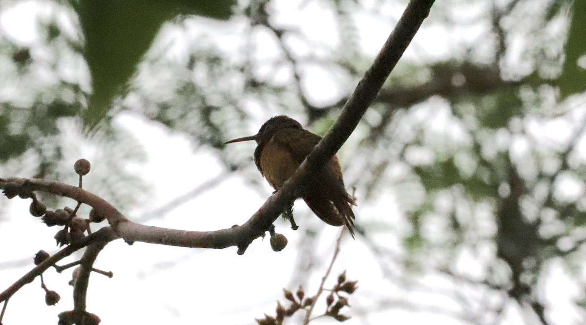 Chestnut-bellied Hummingbird - ML368257521