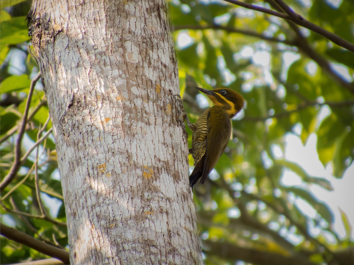 Golden-green Woodpecker (Atlantic) - ML368262331