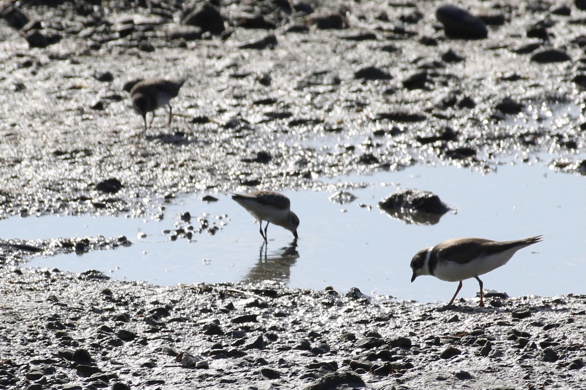 Semipalmated Plover - ML368262431