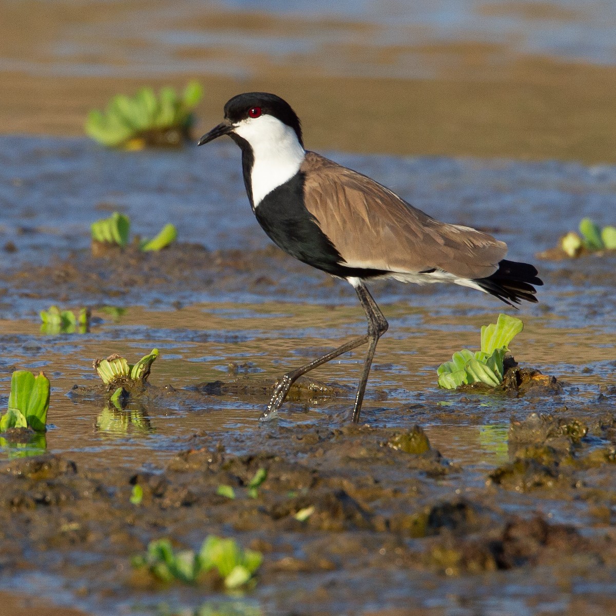 Spur-winged Lapwing - Werner Suter