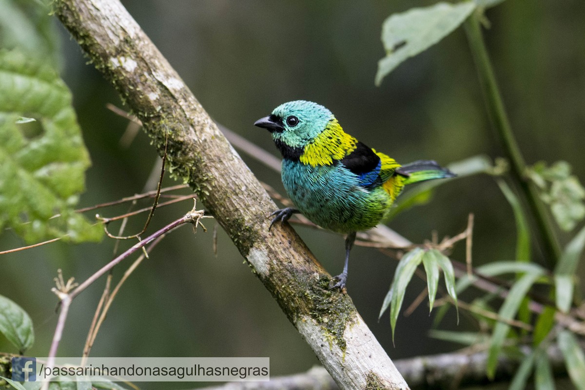 Green-headed Tanager - ML36826421