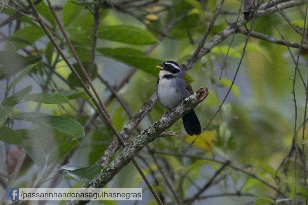 Half-collared Sparrow - Hudson - BirdsRio