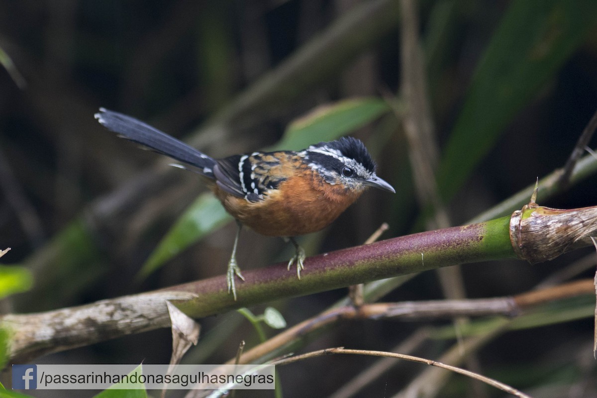 Ferruginous Antbird - Hudson - BirdsRio