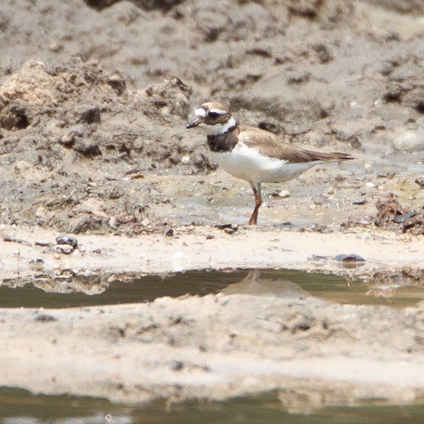 Common Ringed Plover - Werner Suter