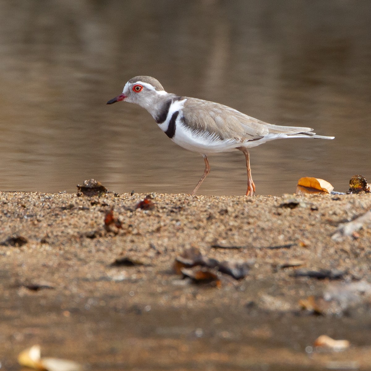 Three-banded Plover - ML368275251