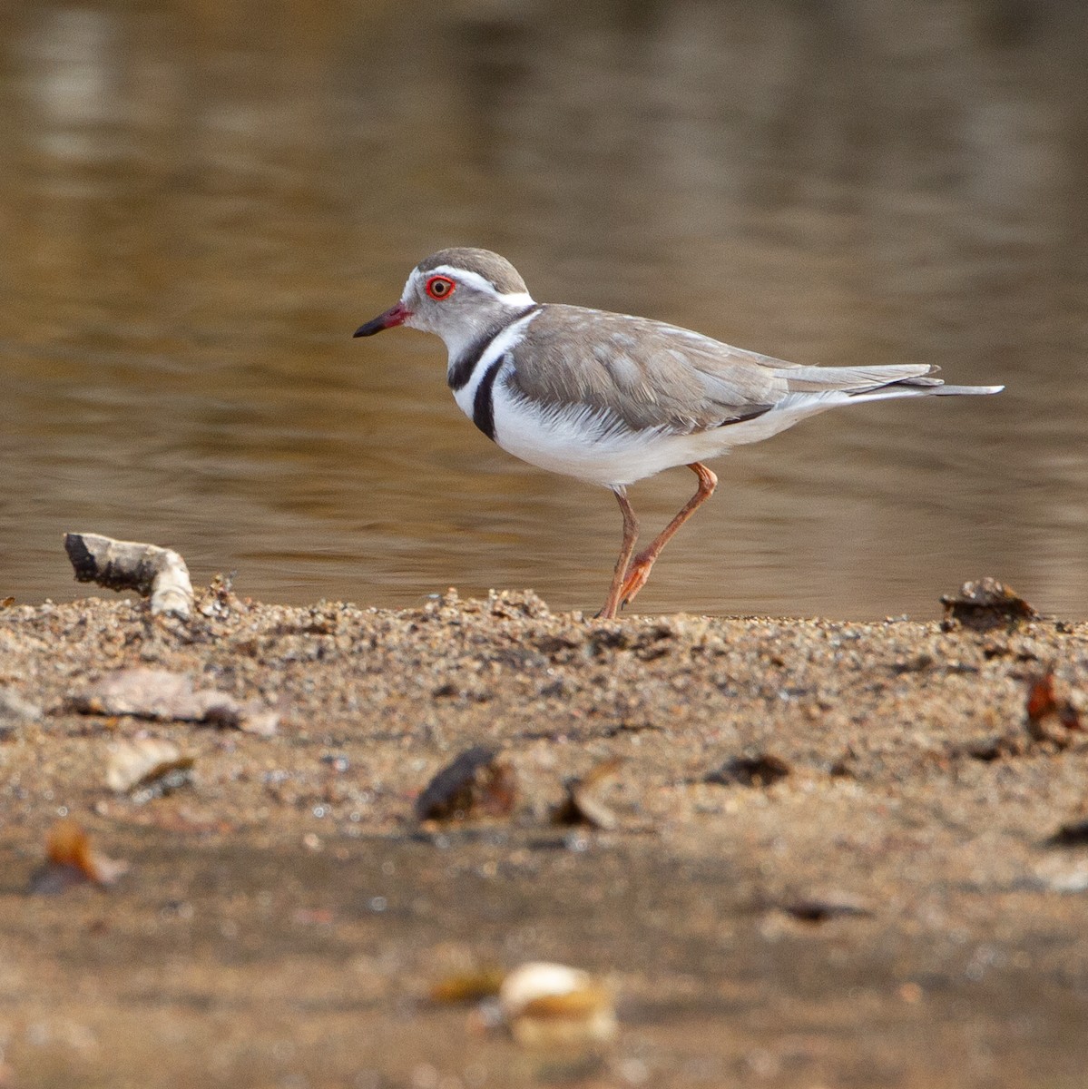 Three-banded Plover - ML368275341