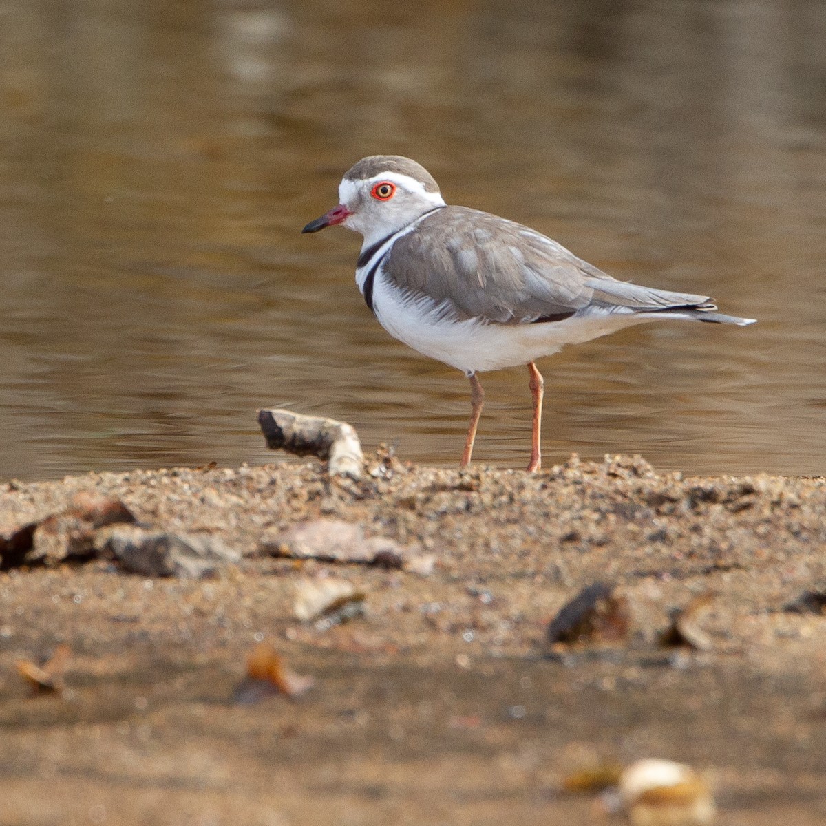 Three-banded Plover - ML368275451