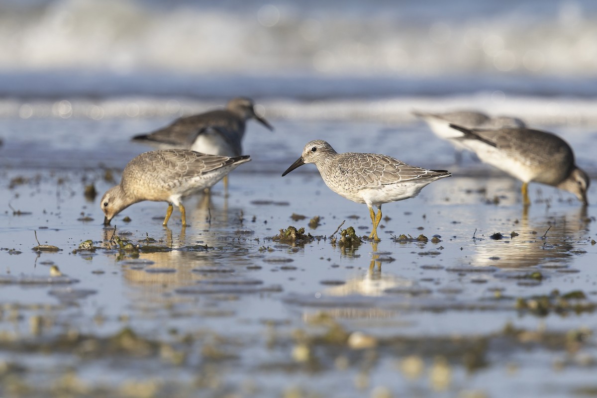 Red Knot - Marco Valentini