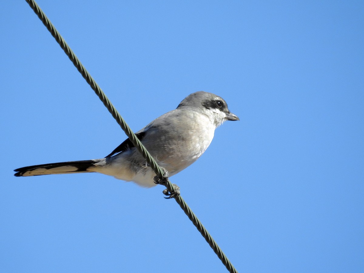 Iberian Gray Shrike - Daniel Raposo 🦅