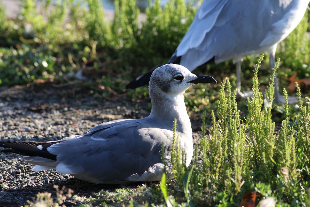 Laughing Gull - Sequoia Wrens