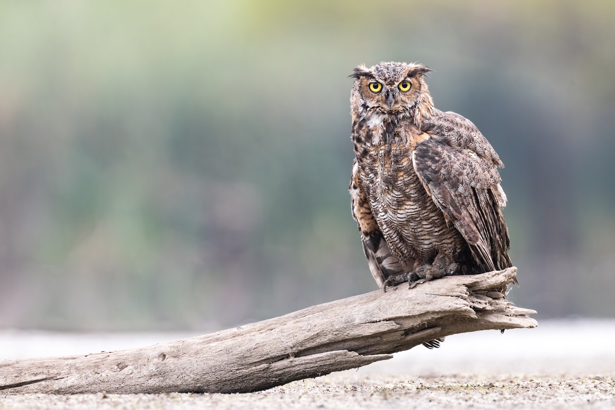 Great Horned Owl - ML368284831