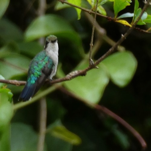 Copper-rumped Hummingbird - Carlos Navea