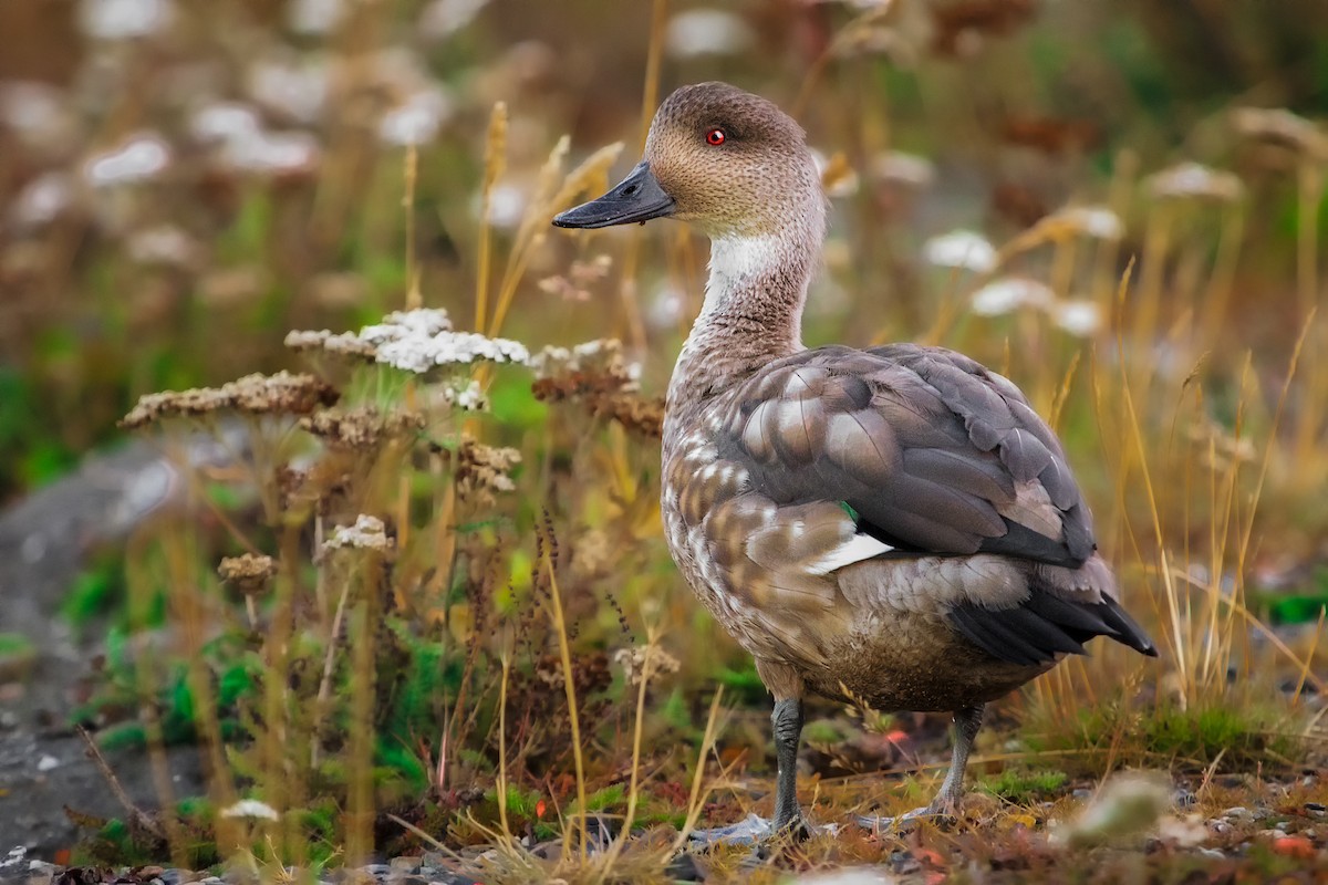 Crested Duck - ML368301031