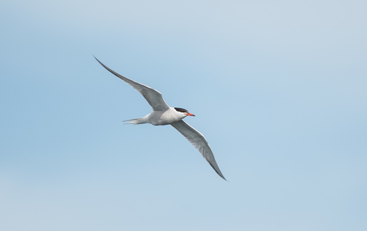 Common Tern - Simon Boivin