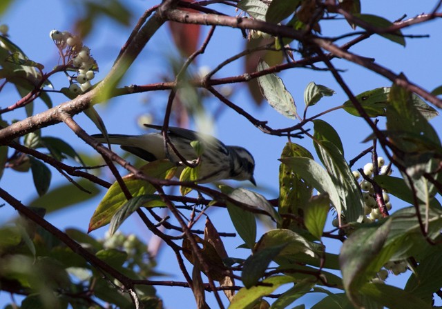 Black-throated Gray Warbler - Jeffrey Barnum