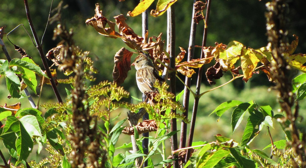 White-crowned Sparrow - Sarah Webb