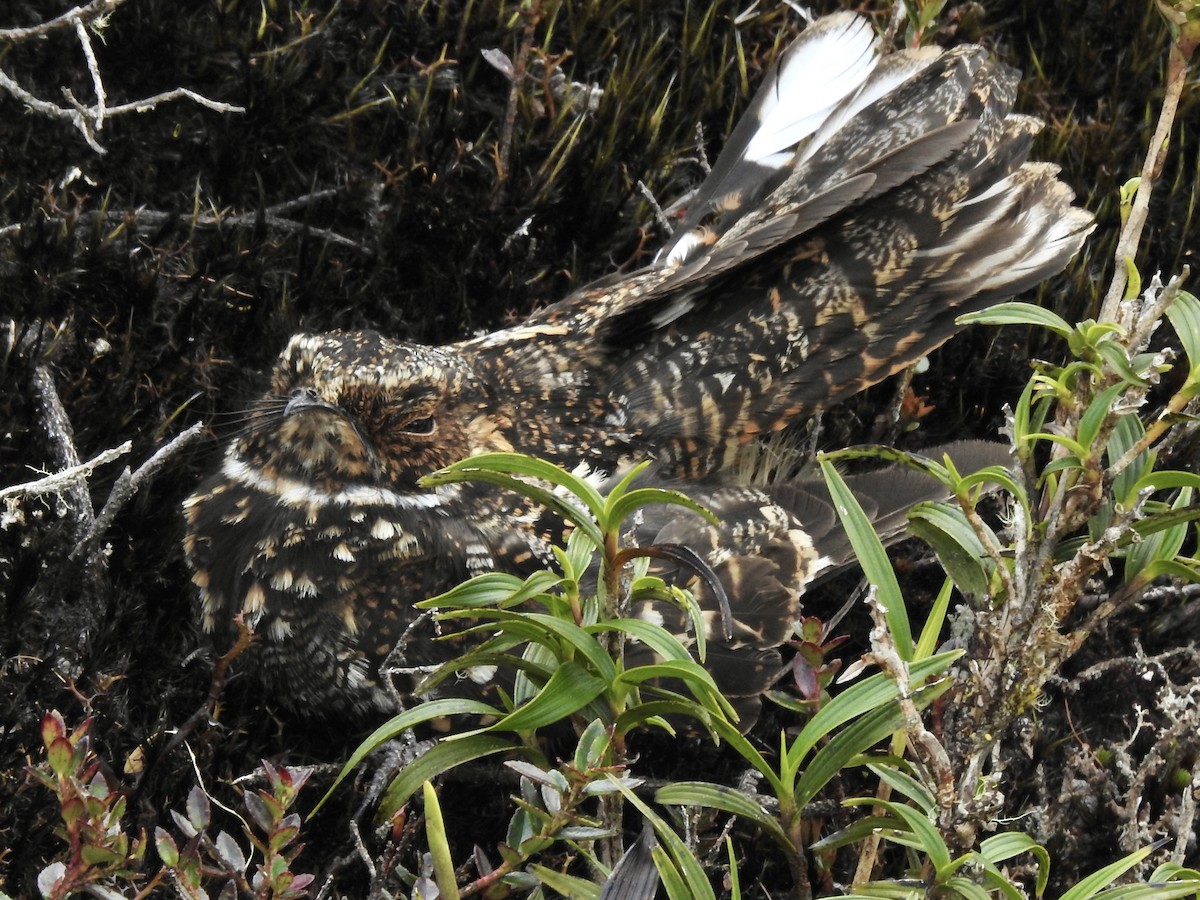 Band-winged Nightjar (Rufous-naped) - ML368315111