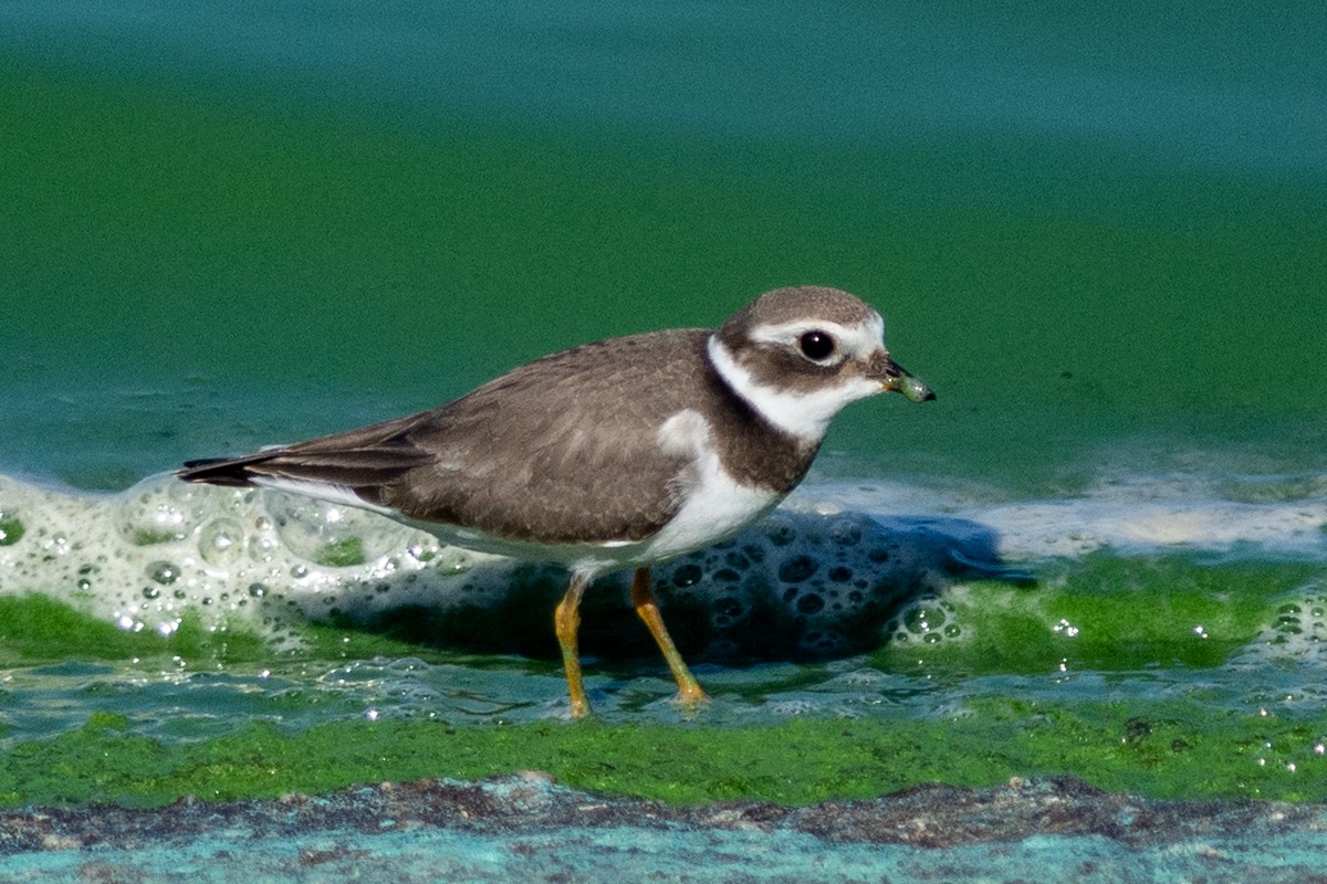 Common Ringed Plover - ML368320091