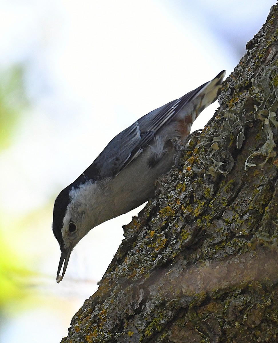 White-breasted Nuthatch - ML368329871