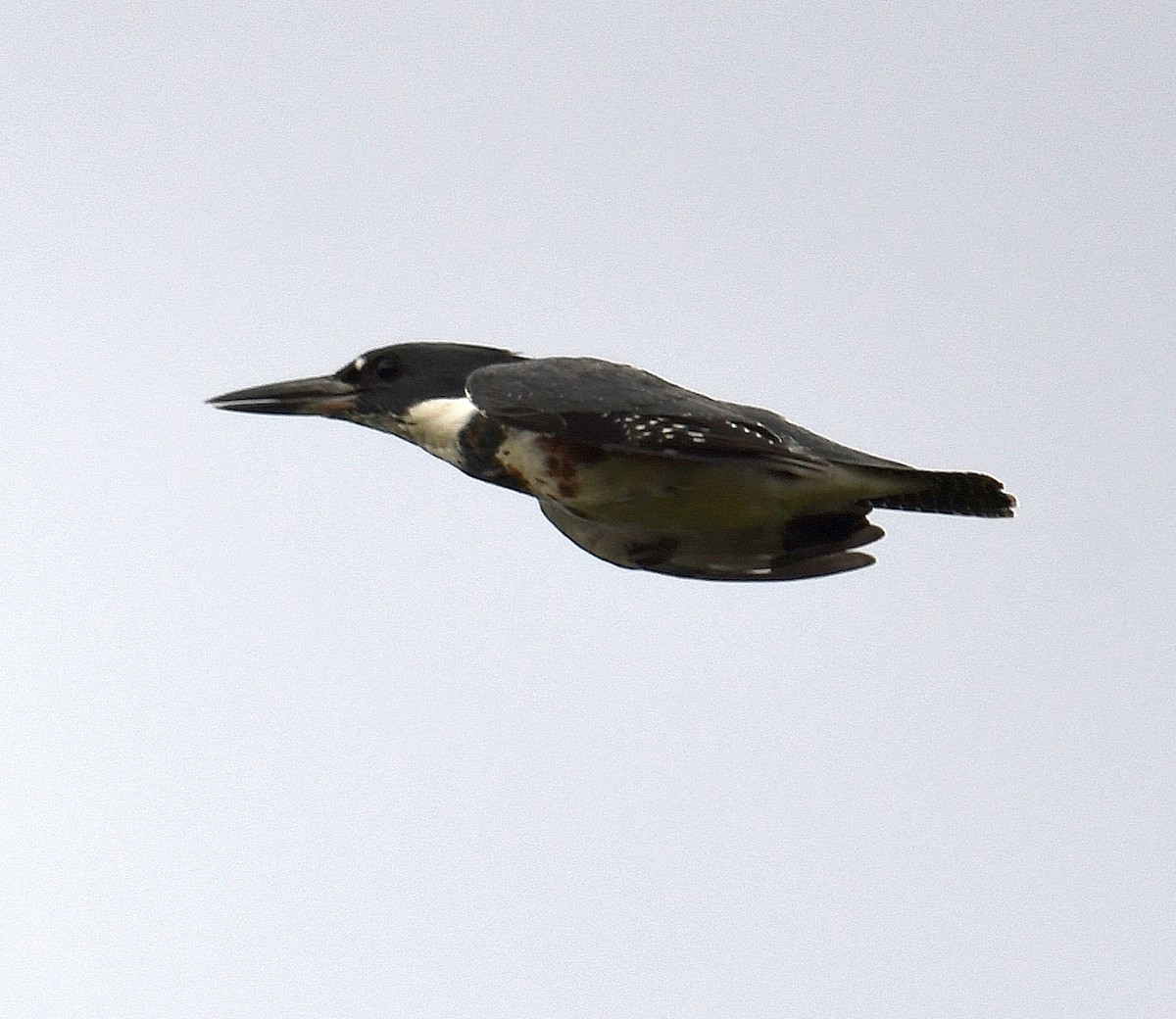 Belted Kingfisher - ML368329971