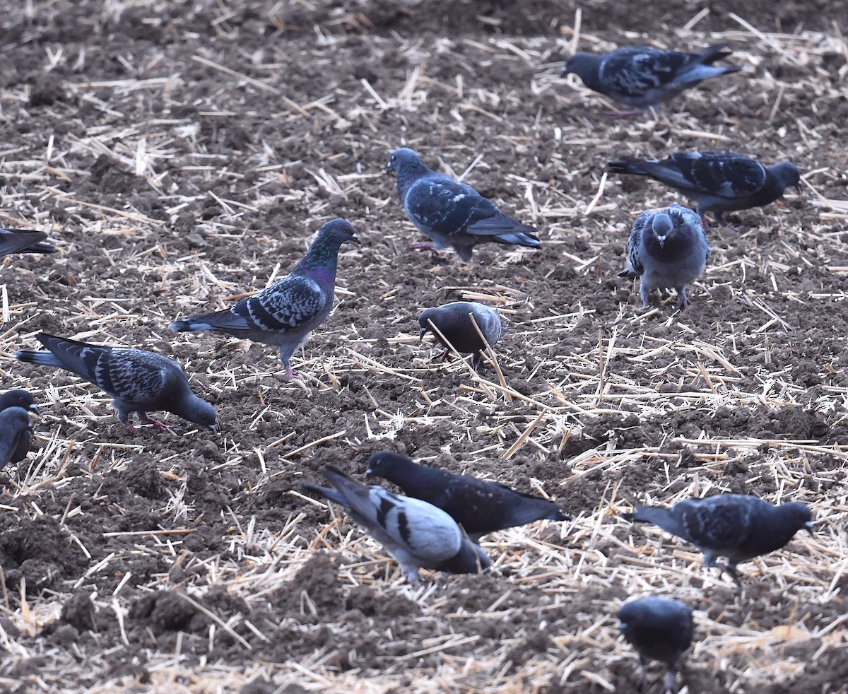 Rock Pigeon (Feral Pigeon) - ML368331421