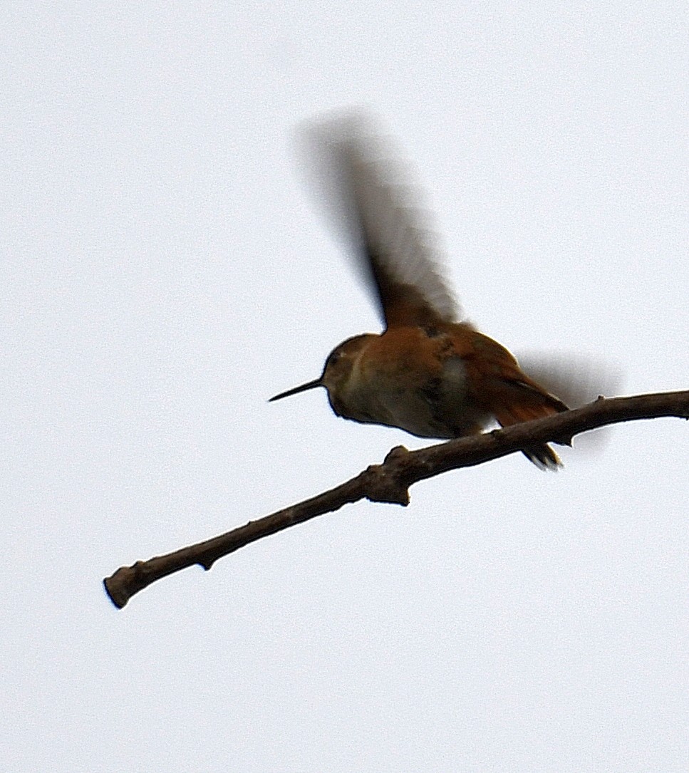 Rufous Hummingbird - ML368332141