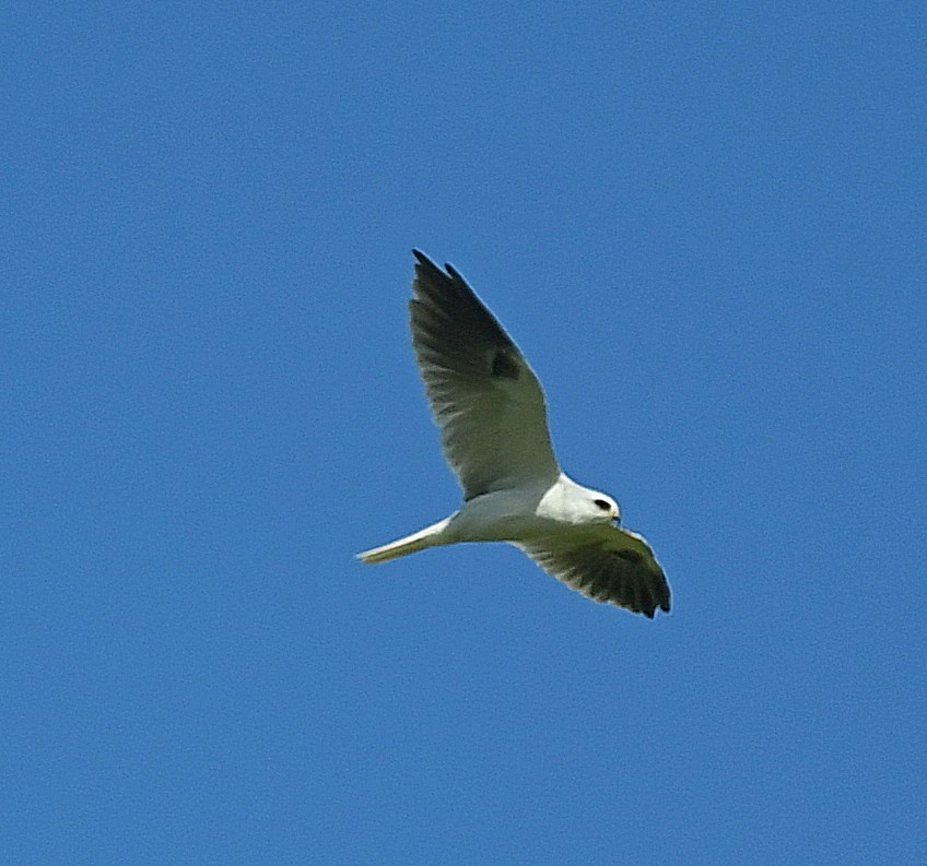 White-tailed Kite - ML368332961