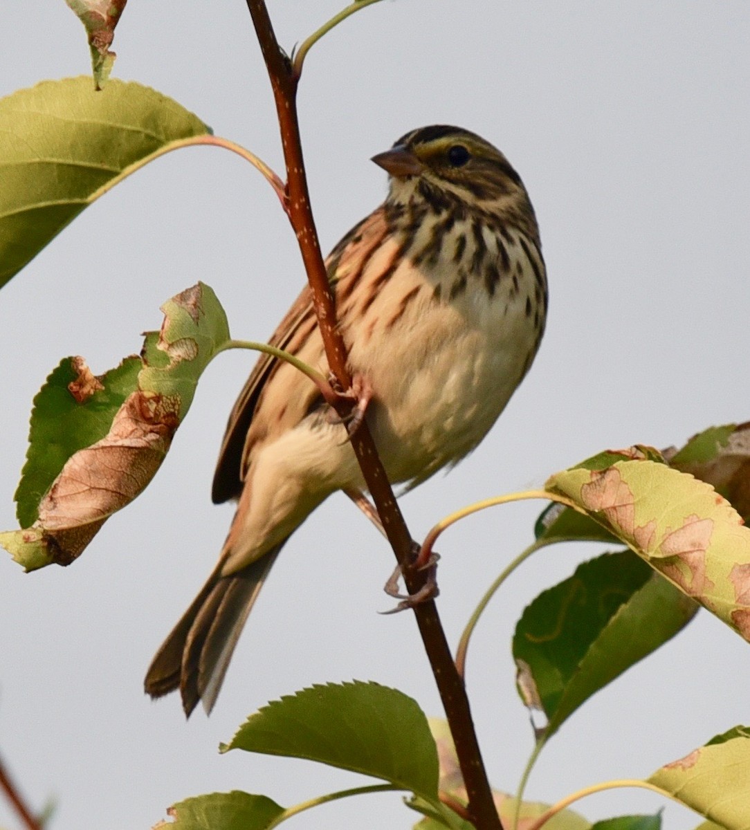 Savannah Sparrow - ML368337811