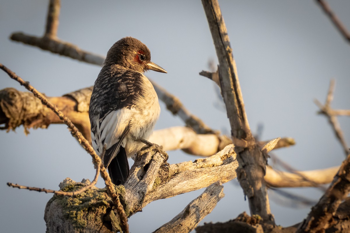 Red-headed Woodpecker - Paul Jones