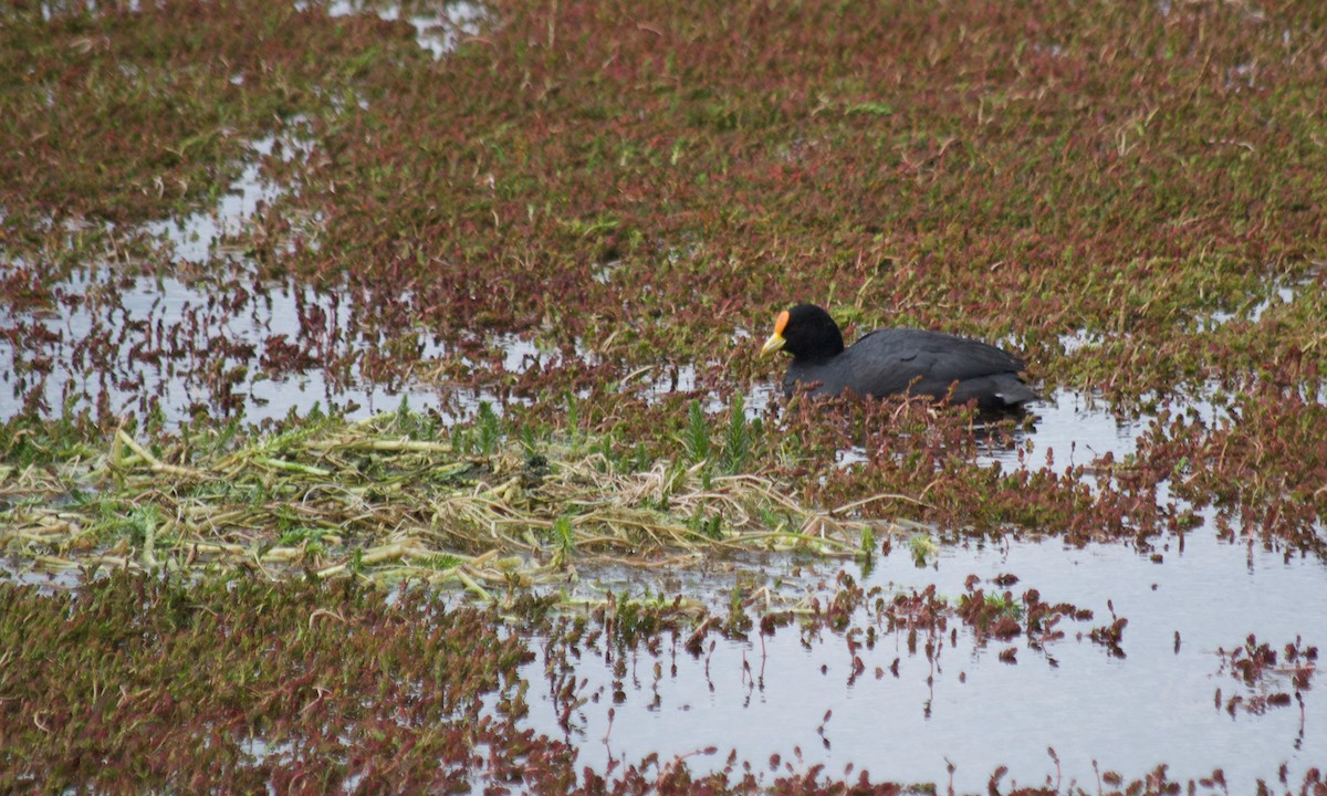 White-winged Coot - Murray DELAHOY