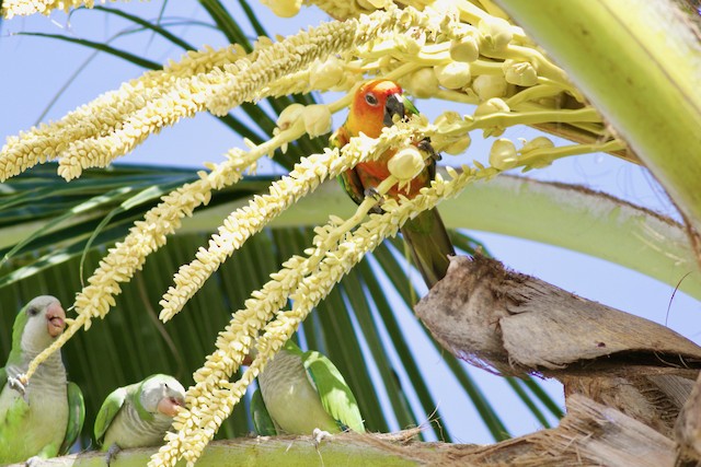 Bird feeding on palm flowers. - Sun Parakeet - 